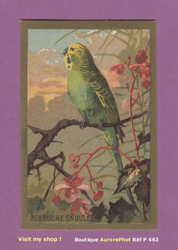 Chromo animaux la perruche - chromo, :