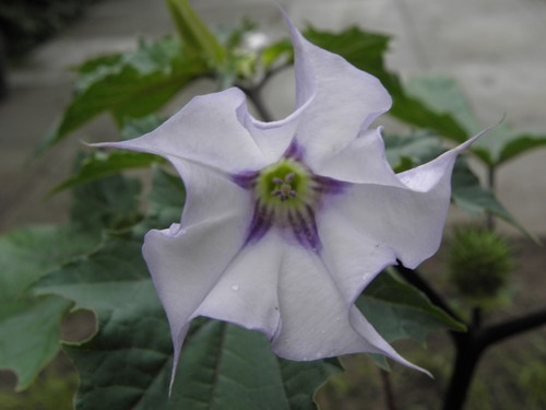 Graines datura la fleur - datura, "la
