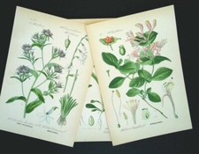 1886 LITHOGRAPHIES Lot De 3 Botanique Flora Fleur Plante Photos Antiques