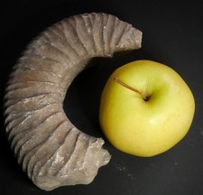 Impressionnant Fragment