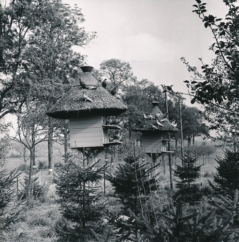 Colombophilie 1960 - colombophilie, c.1960