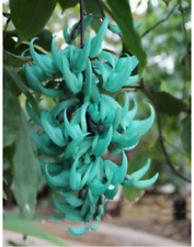 Strongylodon Macrobotrys ‘Green Jade Vine’ – 3 cuttings, no roots
