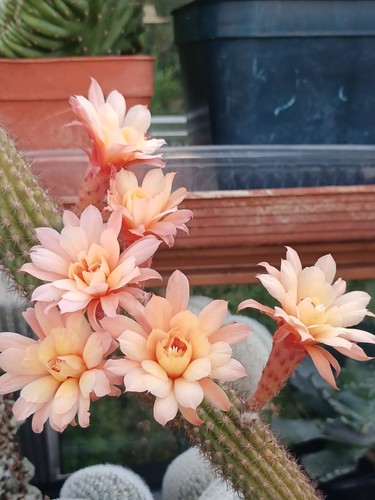 Hildewintera aurespina - hildewintera,