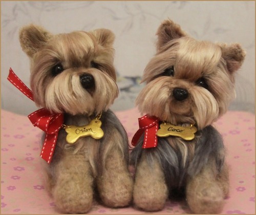 Yorkshire terrier chien - yorkshire, au