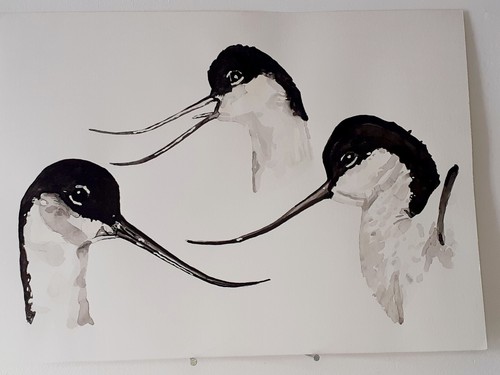 Avocette éléguante aquarelle - avocette,