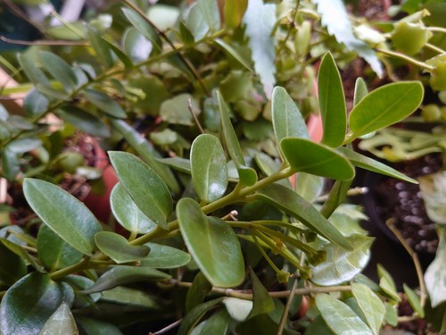 Hoya cummingiana - ,