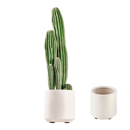 Uimoso plante décorative - plante,