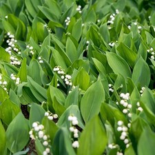 Convallaria majalis – Muguet