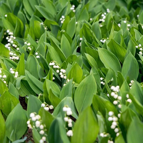 Convallaria majalis muguet - majalis,