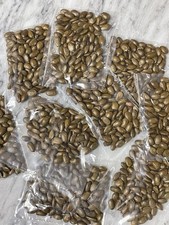 100 Soursop Seeds Graviola (Annona Muricata) Guanabana