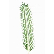 Feuille de palmier Cycas
