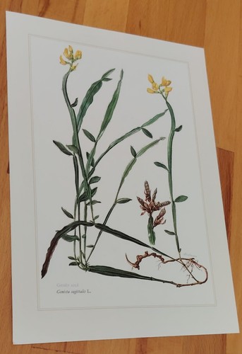 Botanique genet planche en - genet,