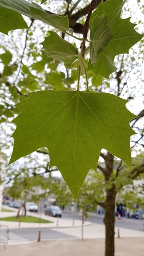 Platanus hispanica platane - platanus, x