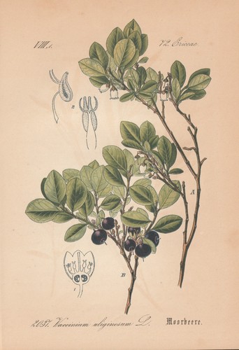 Rauschbeere vaccinium - rauschbeere,