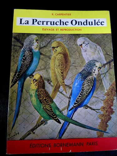 Oiseaux perruche ondulée - la,