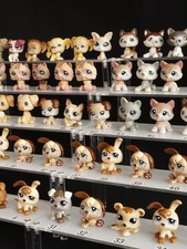 Chien LPS, chiot, husky