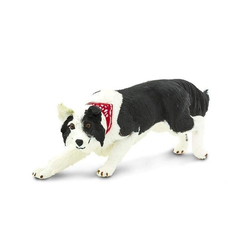 Border collie dog animal - collie,