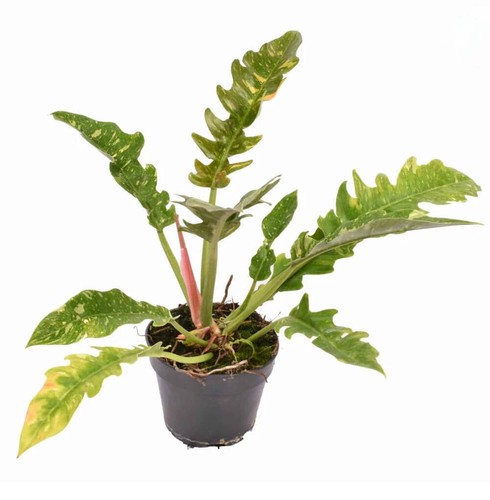 Philodendron ring fire - 'ring, fire'