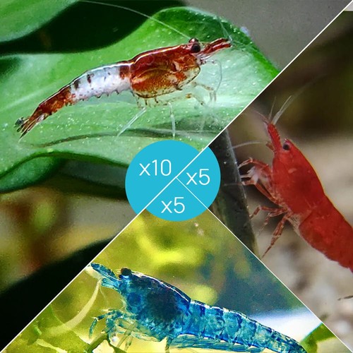 Lot crevettes 10 rili - de,