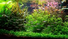 Plantes aquarium de 100L en 13