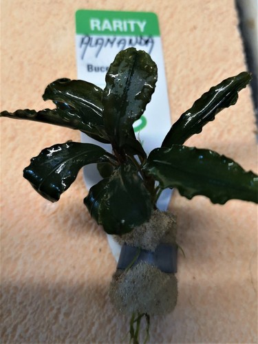 Bucephalandra alamanda dark - bucephalandra, v3