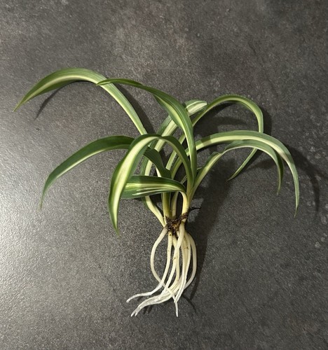 Bouture chlorophytum panaché - chlorophytum,