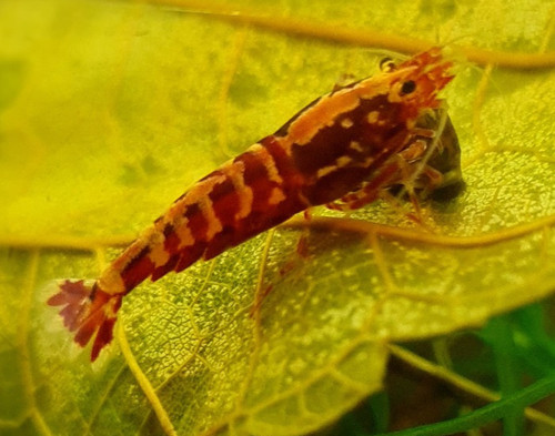Lot 2 crevettes galaxy - de, 10
