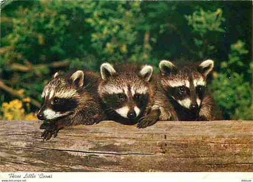 Carte postale animaux - -,