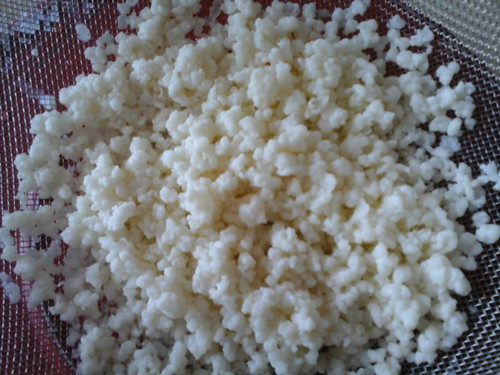 Grains kéfir lait bio - grains,