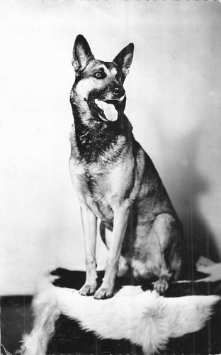 Black white german shepherd - cp,