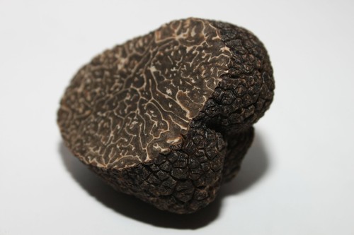Mycélium truffe noire - ,