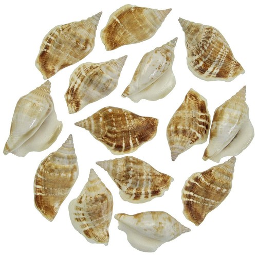 Coquillages strombus dilatatus