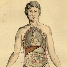 Médecine Anatomie Physiologie Viscères - Gravure aquarelle originale XIXe