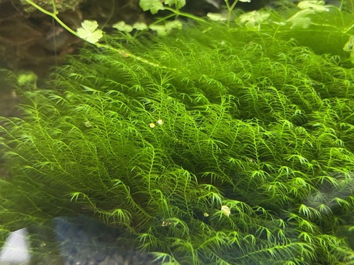 Mousse aquarium fissidens - aquarium,