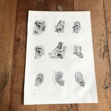 antique engraving anatomy N62 skinned human body 