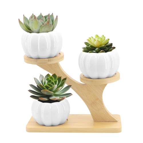 Pots pour succulentes - pot, de