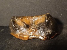 Dent Deinotherium Miocène