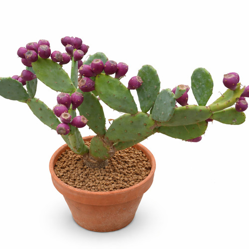 Opuntia balearica seeds - opuntia,