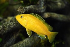 4 Yellow Lab Cichlids (Labidochromis caeruleus)