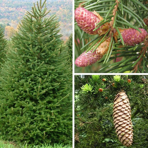 Picea abies excelsa epicea - abies,