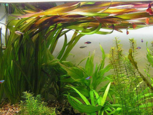 Grande vallisneria gigantea - grande,