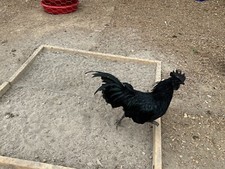 6 Ayam Cemani Solid Black