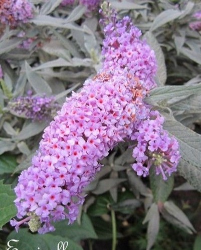Arbre papillons buddleia - ♫,
