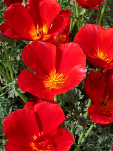 Graines pavot californie - pavot, de