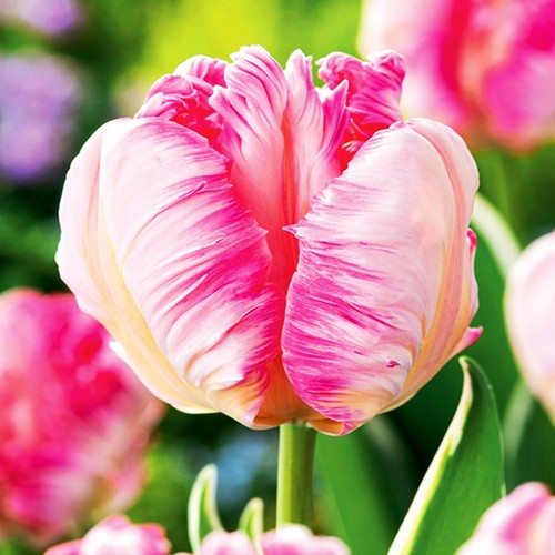 Tulipes bulbes fleurs - tulipes, à