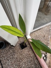 Bananier Musa Papua Green