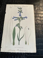 1829 Curtis Botanical antique floral flower engraving (M8727) SLENDER PENTSTEMON