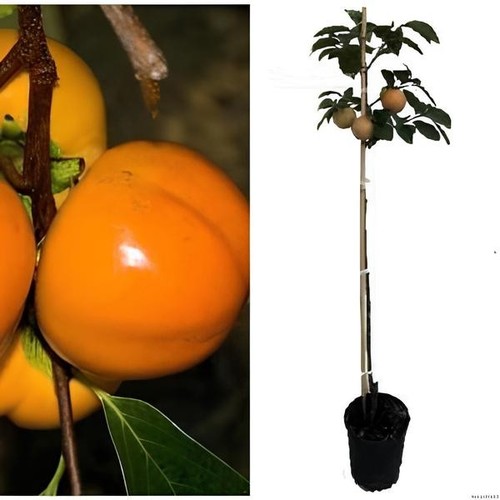 Vanille pomme kaki 160 - pomme, cm