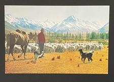 New Zealand Postcard  Glentanner Station, Mount Cook ,Sheep Mustering