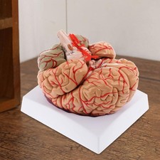 Modèle de Cerveau Humain En 9